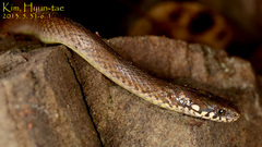 Hebius vibakari