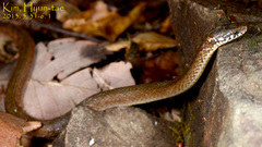 Hebius vibakari