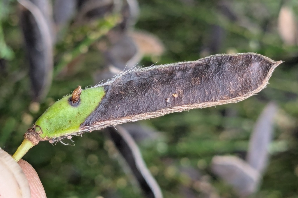 Asphondylia sarothamni