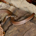 Japanese Keelback - Photo (c) Kim, Hyun-tae, some rights reserved (CC BY), uploaded by Kim, Hyun-tae