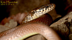 Hebius vibakari