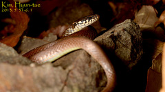 Hebius vibakari