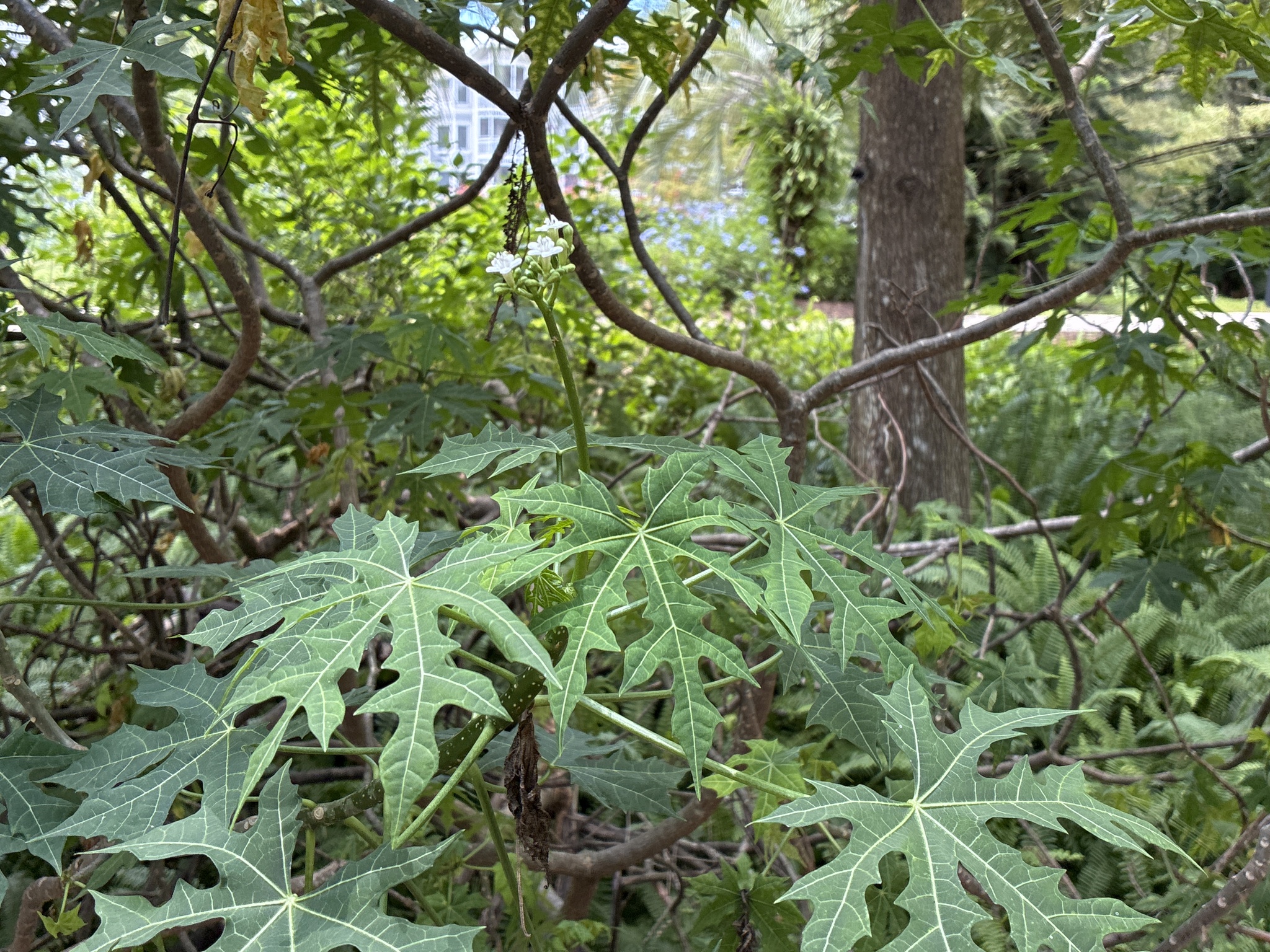 Treadsoftly (Cnidoscolus aconitifolius)