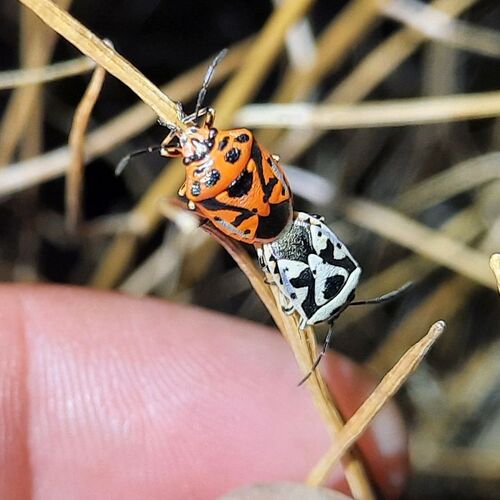 red cabbage bug
