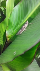 Schistocerca piceifrons