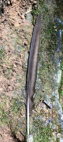 Plume de Martinet à ventre blanc
