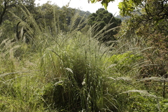 Muhlenbergia robusta