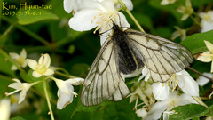 Parnassius stubbendorfii