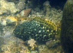 Epinephelus adscensionis