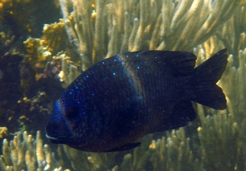 Yellowtail Damselfish