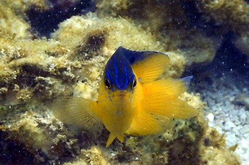 Beaugregory (Stegastes leucostictus) — Pomacentridae — 4