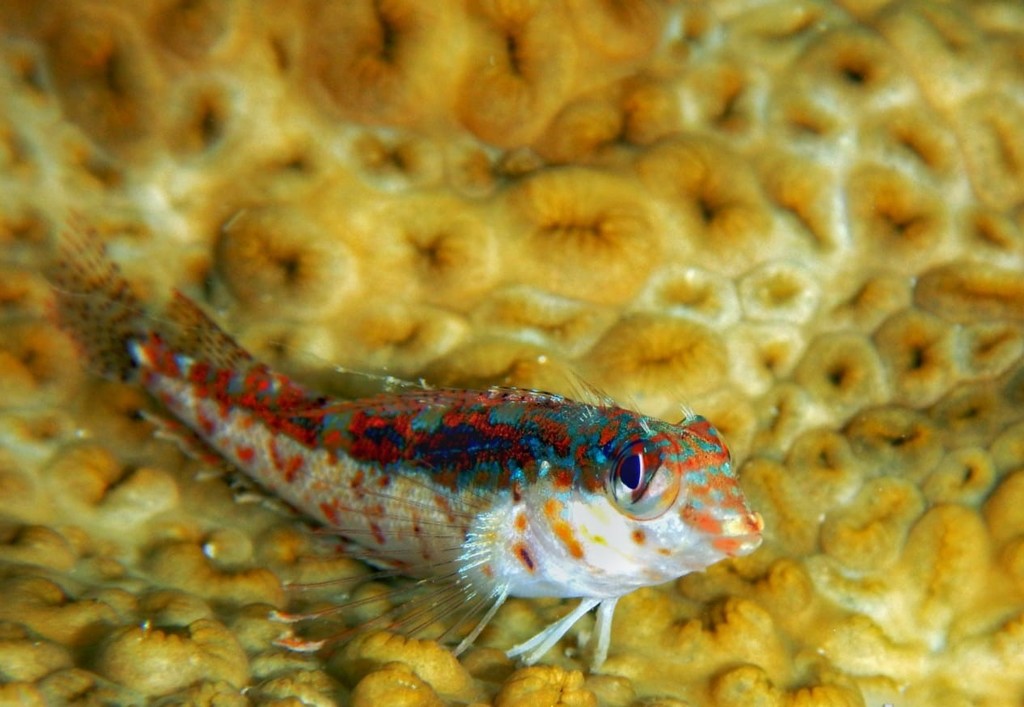 Scaly Blennies