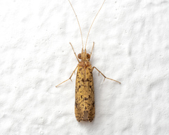 Annulipalpia