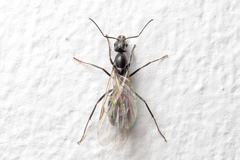 Iridomyrmex anceps