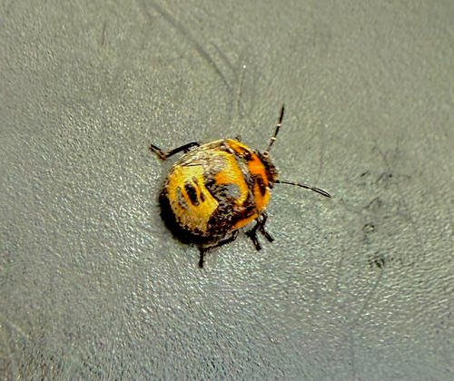 Twice-stabbed Stink Bug