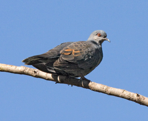 Dusky Turtle-Dove