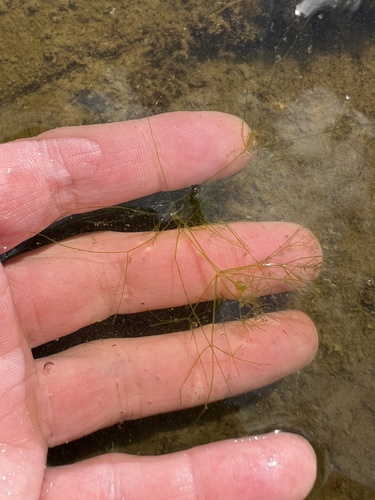 Pointed Stonewort (Nitella mucronata)
