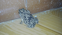 Rhinella humboldti
