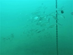 Caranx caballus
