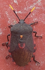 Dinidor impicticollis