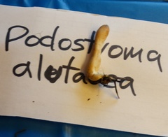 Trichoderma alutaceum