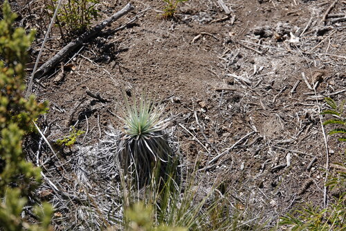 Argyroxiphium kauense observed 2025-06-21