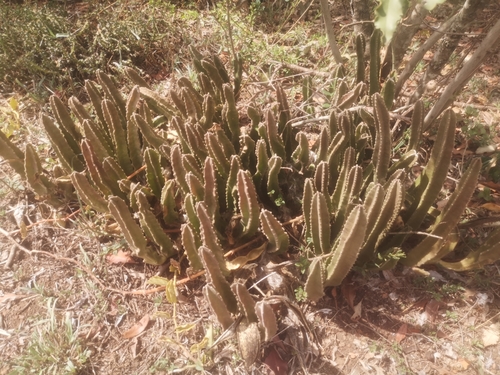 Stapelia gigantea