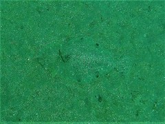 Paralichthys woolmani