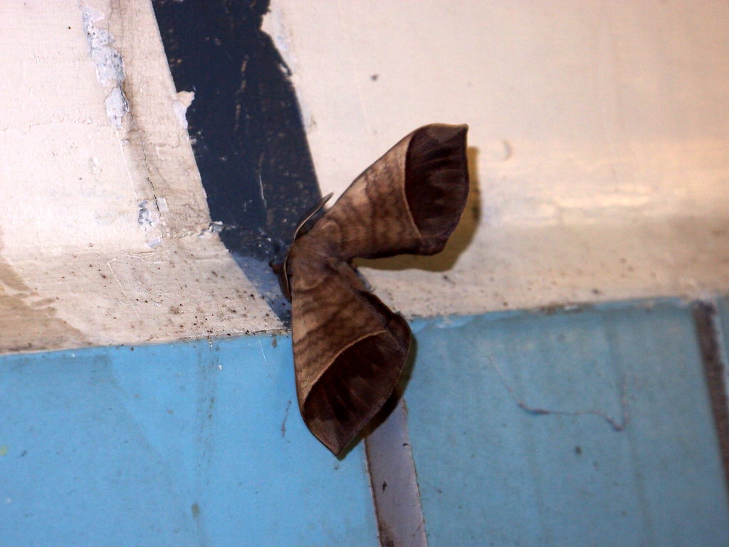 Privet Monkey Moth