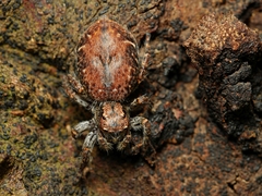 Servaea incana