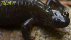 Hynobius quelpaertensis