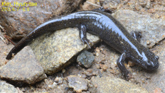 Hynobius quelpaertensis