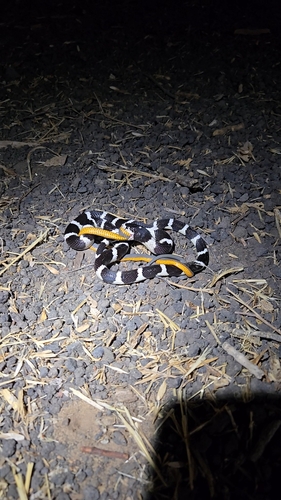 California King Snake photographed in Utah