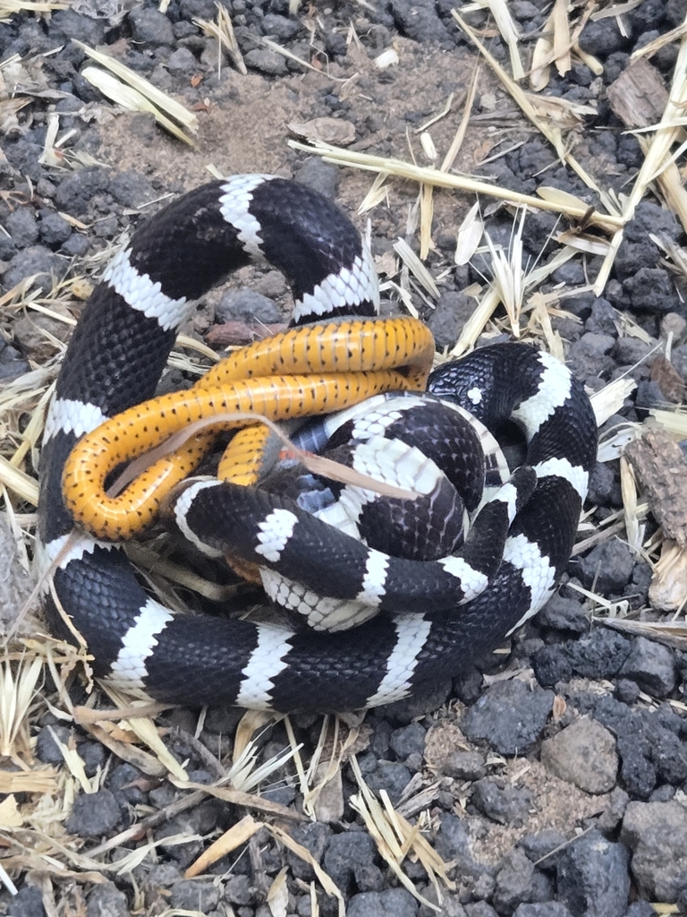 Ringneck Snake