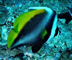 Heniochus singularius