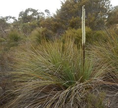 Xanthorrhoea caespitosa