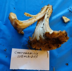 Cantharellus subalbidus