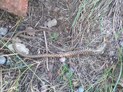 Gerrhonotus liocephalus