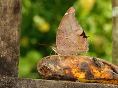 Historis acheronta