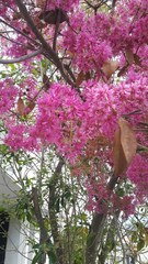 Chionanthus pubescens