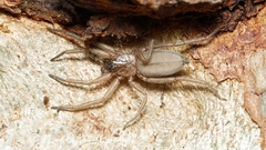 Hemicloea