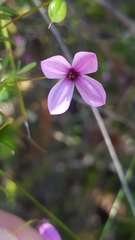 Tetratheca ericifolia