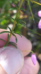 Tetratheca ericifolia