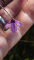 Tetratheca ericifolia