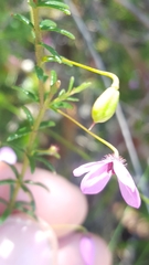 Tetratheca ericifolia