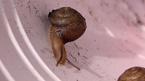 Bradybaena similaris observed 2025-09-02