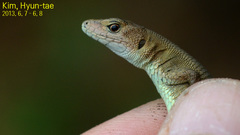 Takydromus amurensis
