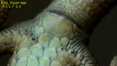 Takydromus amurensis