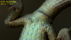 Takydromus amurensis