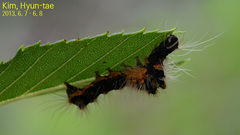 Lepidoptera